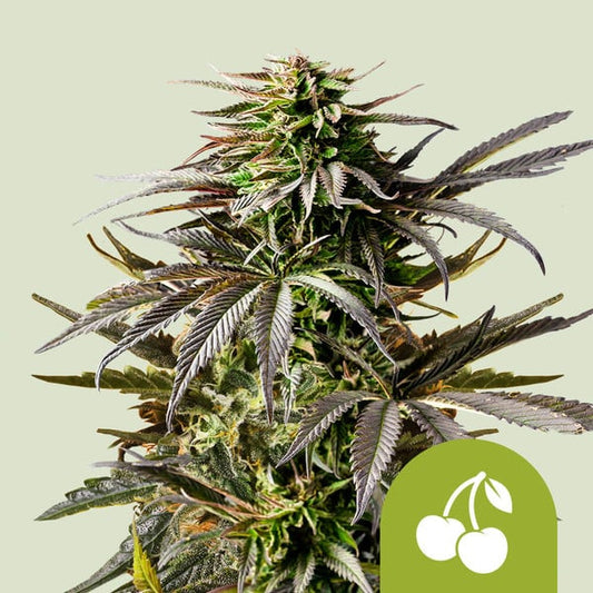 Reife Auto Cherry Pie Pflanze mit dichten, harzigen Buds und violett-grünen Blättern vor hellem Hintergrund.