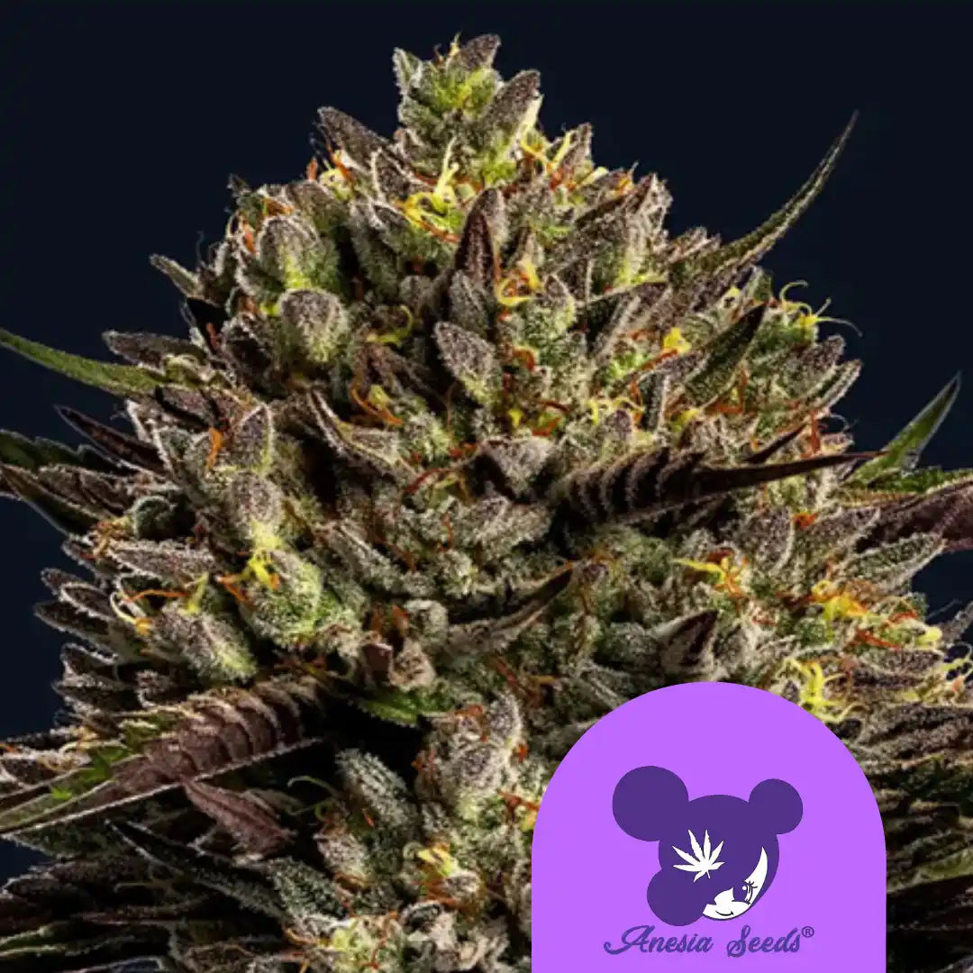 Chimera-Cut Cannabisblüte mit leuchtend orangefarbenen und grünen Trichomen.