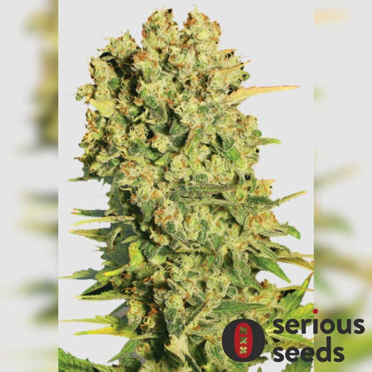 Chronic von Serious Seeds mit dichter, harziger Hauptblüte und orangefarbenen Blütenhärchen