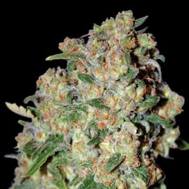 Kompakte Critical-Blüte mit dichten, harzigen Buds und orangefarbenen Blütenstempeln von Advanced Seeds.