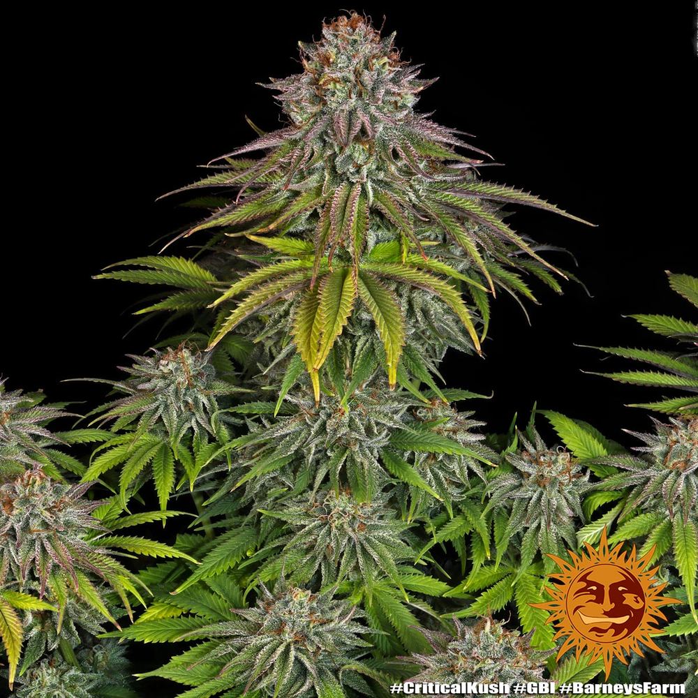 Große Critical Kush Pflanze mit dichten, harzigen Buds und violetten Zuckerblättern
