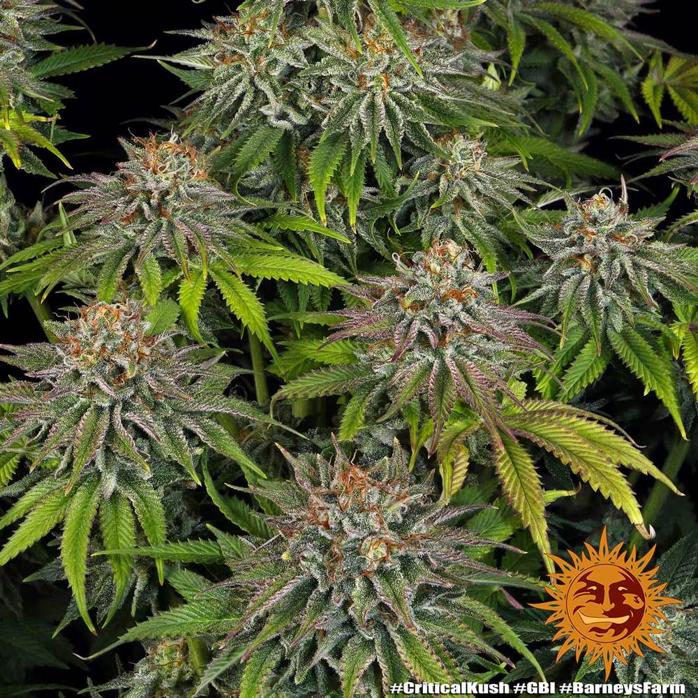 Critical Kush Pflanze mit vielen kompakten Buds und sattgrünen Blättern