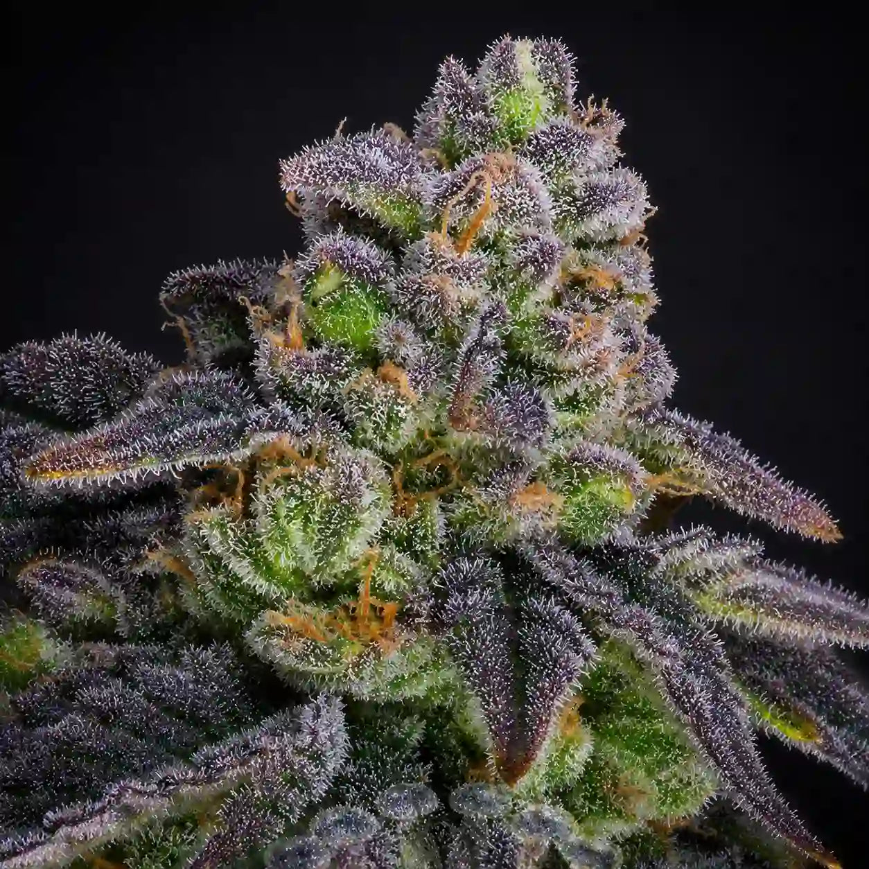Dante's Inferno #8 von Sacred Terps – feminisierte Cannabissamen.