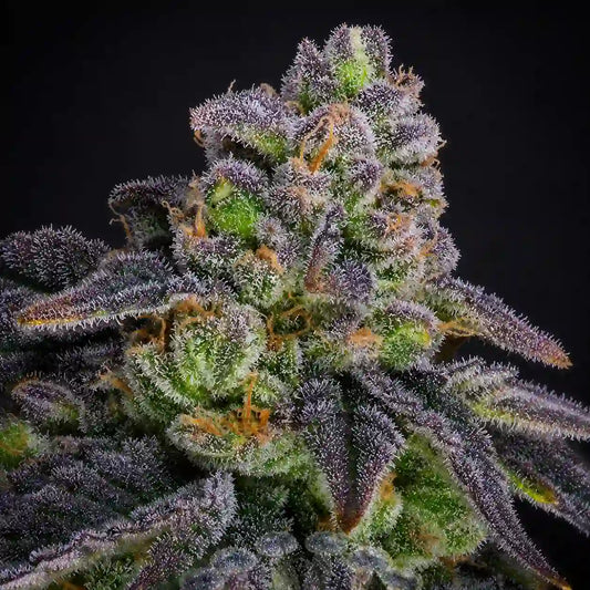 Dante's Inferno #8 von Sacred Terps – feminisierte Cannabissamen.