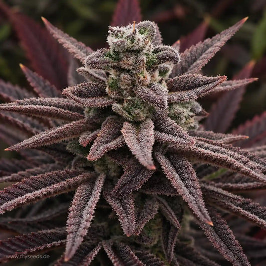 Dark Devil Auto Blüte mit dichter Trichomschicht und dunkelvioletten Zuckerblättern.