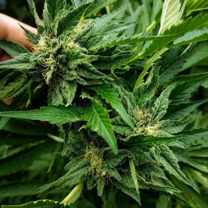 Durban Dew Nahaufnahme mit frostigen grünen Buds, weißen Stempeln und vielen Zuckerblättern