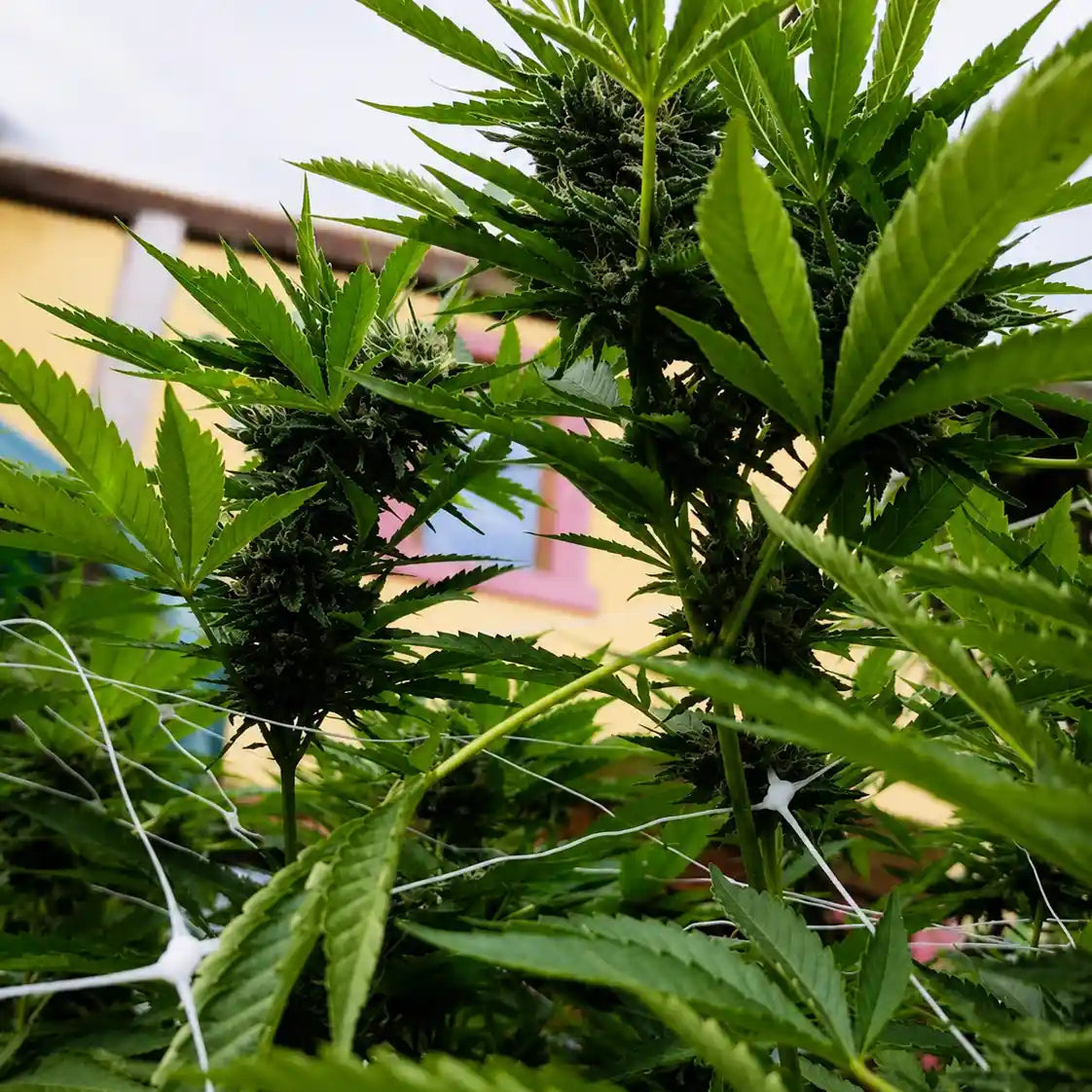 Durban Dew Pflanze mit dichten grünen Blüten, weißen Härchen und kräftigen Fächerblättern