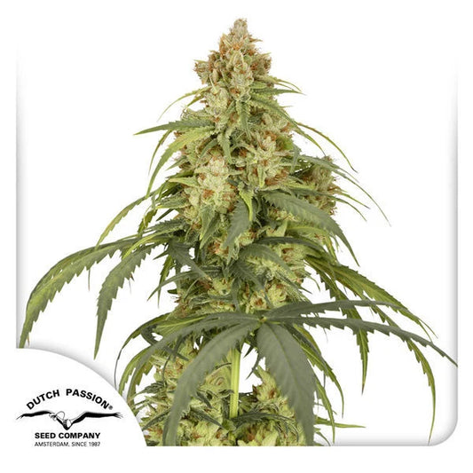 Auto Cbd-Victory von Dutch Passion mit dichten, harzigen Buds, hellgrünen Blättern und kompaktem, buschigem Wuchs.