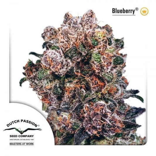 Dicht bewachsener Blueberry Bud mit lila Kristallen, orangen Blütenhaaren und harzüberzogenen Blättern.