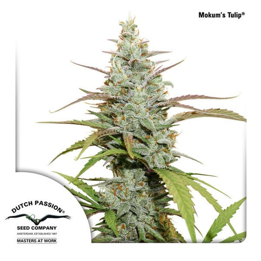 Nahaufnahme einer kompakten, harzigen Mokum's Tulip Cannabispflanze mit violetten Spitzen und gezuckerten Blüten.