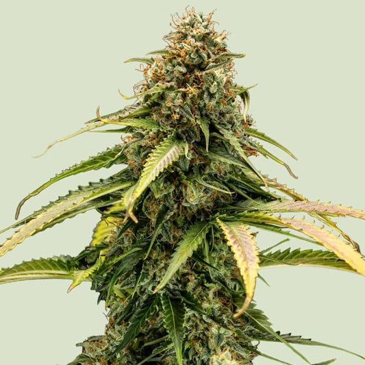 Buds der Epsilon F1 Auto Cannabispflanze von Royal Queen Seeds, zeigt starkes Wachstum und Harzproduktion.