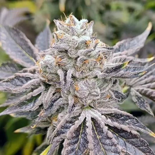 Euskal Zkittlez zeigt eine dichte, harzige Bud mit lila-grünen Blättern und orangefarbenen Trichomen, die den Blütenkopf umgeben.