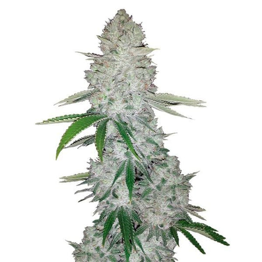 Dicht bewachsene Gg#4-Pflanze mit großen, harzigen Buds und auffälliger Trichomschicht auf kräftigem Haupttrieb.