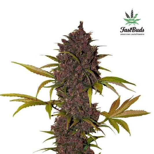 Kompakte, tiefviolette Lsd-25 Auto Hauptblüte mit orangefarbenen Härchen und kontrastreichen Zuckerblättern.
