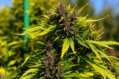 Frisian Duck mit mehreren reifen violetten Buds und gelblich ausfärbenden Blättern