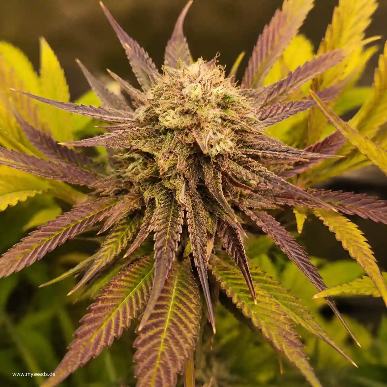 Frozen Black Cherry Auto mit reifer, harziger Blüte und kontrastreichen violett-gelben Blättern.