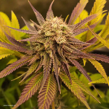 Frozen Black Cherry Auto mit reifer, harziger Blüte und kontrastreichen violett-gelben Blättern.