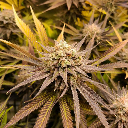 Frozen Black Cherry Auto mit harziger Blüte, hellen Blütenfäden und schmalen violetten Blättern.