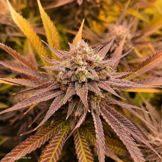 Frozen Black Cherry Auto mit dichter, harziger Blüte und violett-gelben Blättern.