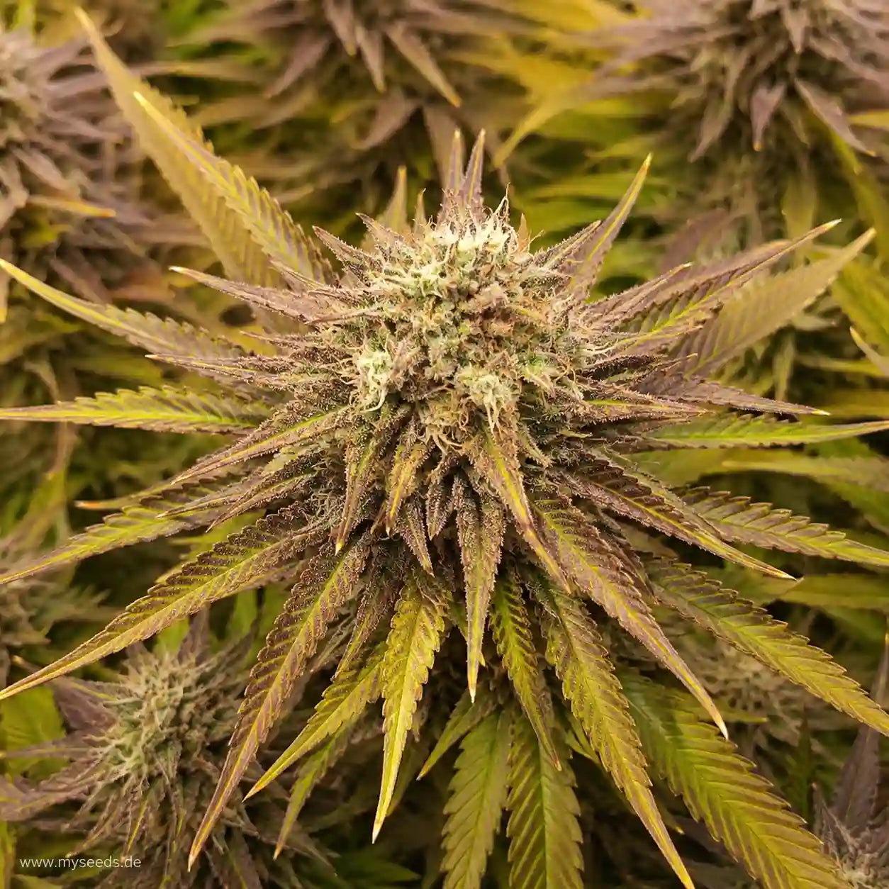 Frozen Black Cherry feminisiert mit kompakter Blüte, vielen Trichomen und violett-gelben Zuckerblättern.