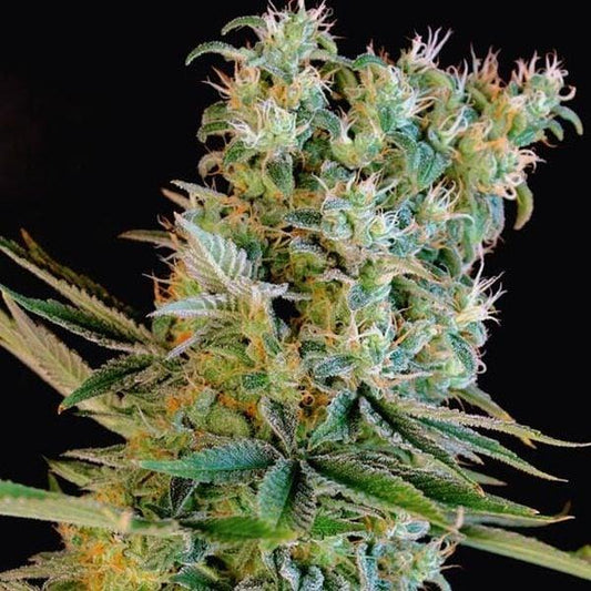 Trichomreiche Amnesia Bilbo Blüte mit dichten, harzigen Knospen und kräftigen Blättern.