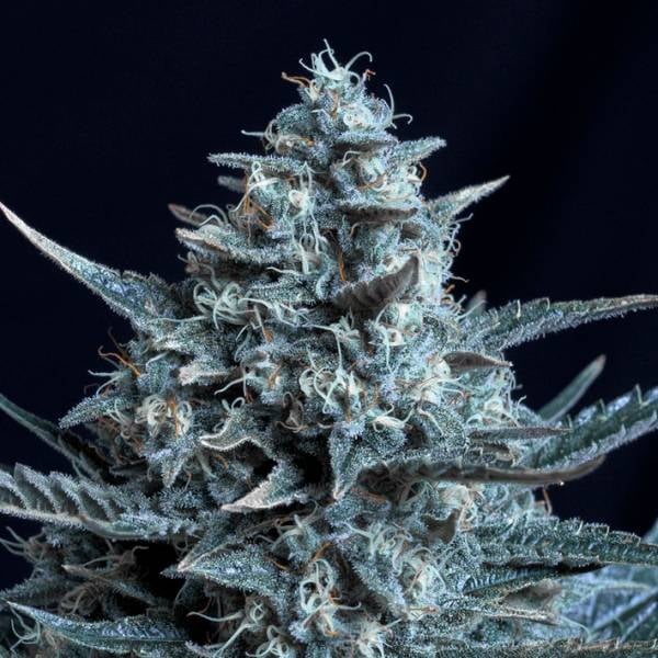 Blubonik Cannabisblüte mit dichten, harzreichen Trichomen und orangefarbenen Stempeln, die eine klare Struktur zeigen.