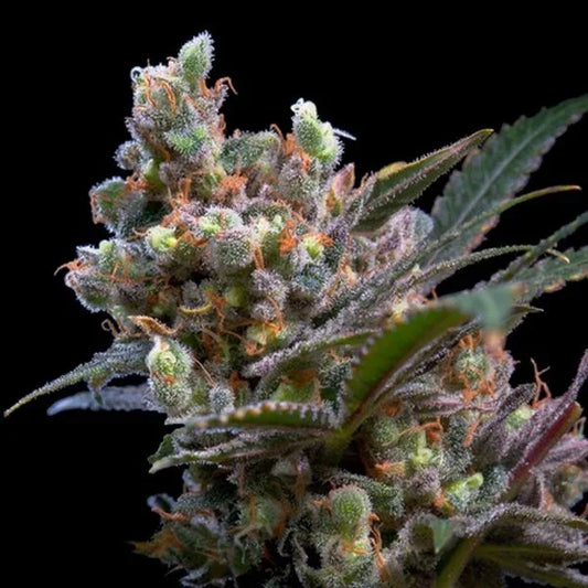 Kritikal Bilbo mit dichten, harzigen Blüten und orangefarbenen Stempeln auf grünen Blättern.