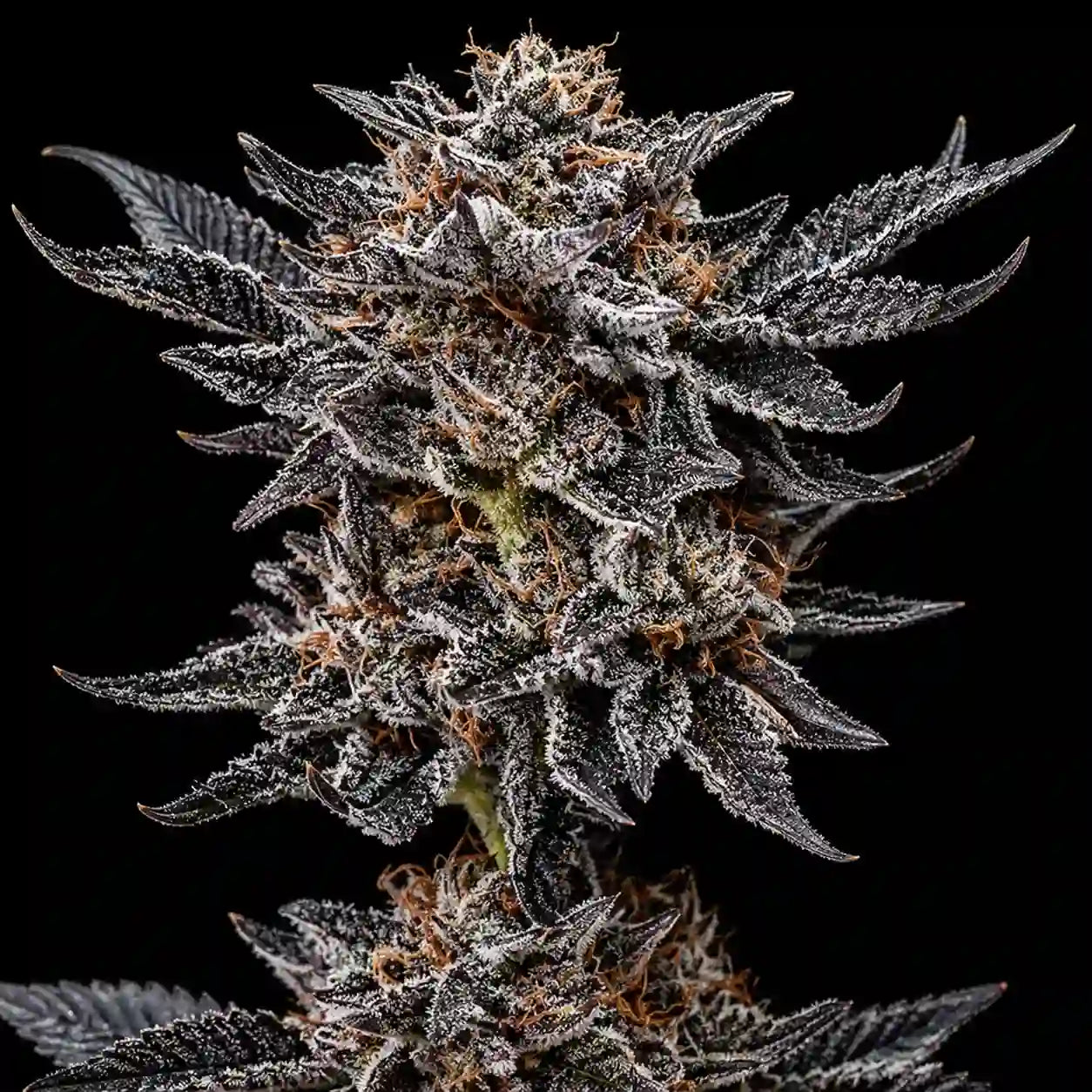 Gorilla Glue Blüte mit dunklen, dichten Buds und klebriger Harzschicht