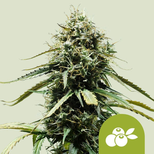 Harzige Auto Haze Berry Blüte mit dichten Trichomen und leicht lila-grünen Zuckerblättern vor neutralem Hintergrund