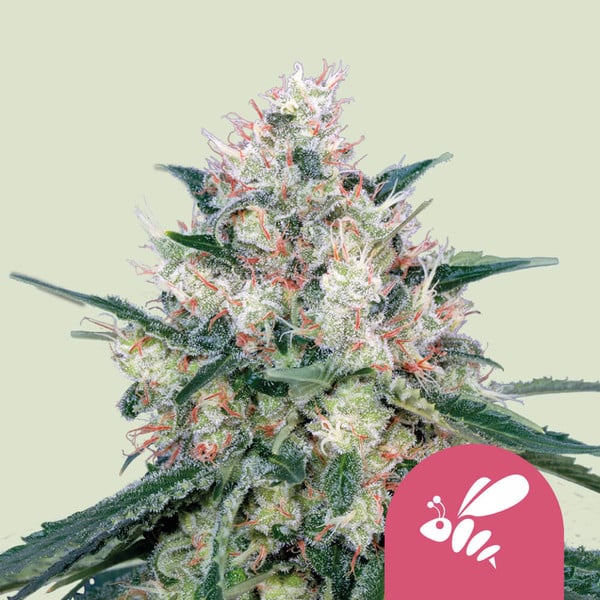 Honey Cream (Royal Queen Seeds) Feminisiert - Fast Flowering