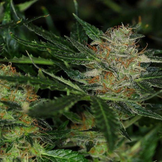 Die Cannabisblüten der Dream Sherbet Auto sind gut entwickelt, mit dichten, harzigen Knospen und orangefarbenen Stempeln.