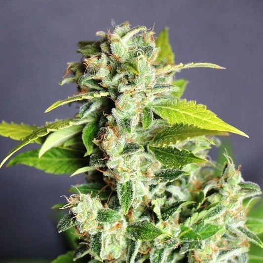 Mikromachine Auto mit dichten, harzigen Blüten und kräftigem Grünton, umgeben von gesunden, grünen Blättern.