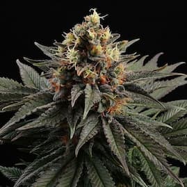 Sativa Dream mit dichten, harzigen Blüten und kräftigen, grünen Blättern, die von orangefarbenen Stempeln durchzogen sind.