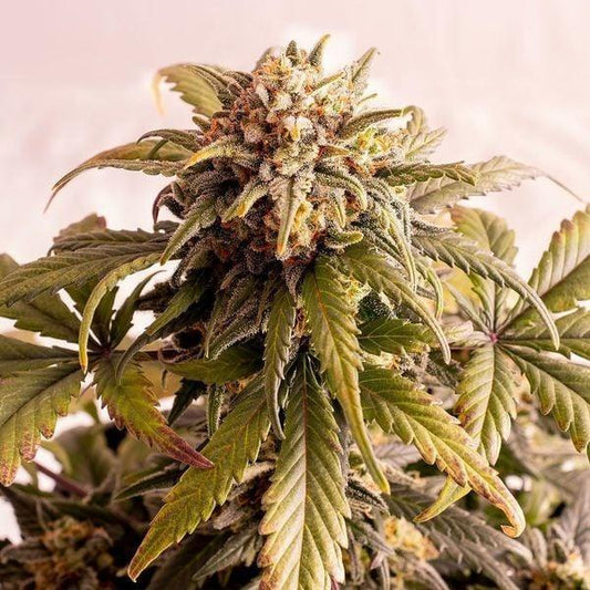 Speedy Boom Auto Cannabis Pflanze mit dichten, harzigen Blüten und kräftigem Blattwerk.