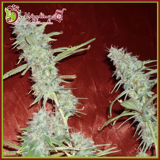 Nahaufnahme reifer, harziger Buds der Cannabissorte Krippleberry Auto mit grünen Blättern und dichten Blütenständen.