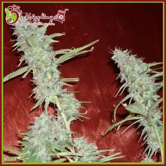 Nahaufnahme reifer, harziger Buds der Cannabissorte Krippleberry Auto mit grünen Blättern und dichten Blütenständen.