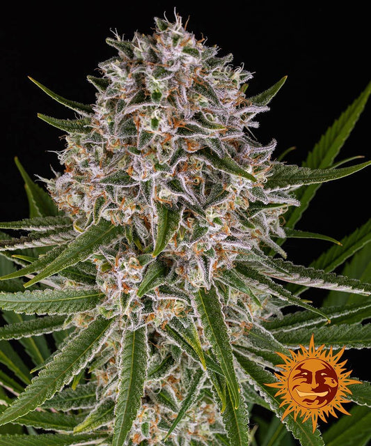 Nahaufnahme einer harzigen Lemon Haze Auto Blüte mit dichten, orangefarbenen Blütenstempeln und Kristallschicht.