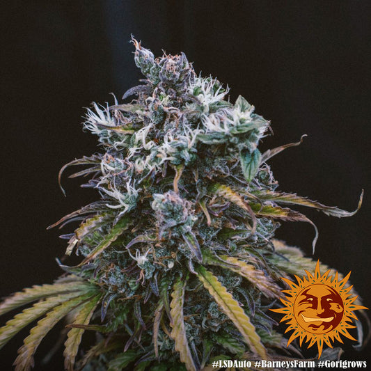Harzige Lsd Auto Blüte mit violetten und orangefarbenen Härchen in voller Reife.