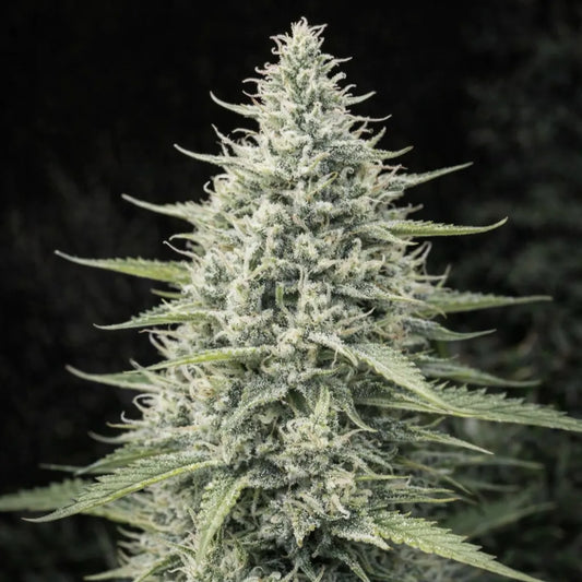 Maroc female seeds Cannabisblüte mit dichtem Budaufbau, vielen weißen Blütenhaaren und detailreichen Zuckerblättern