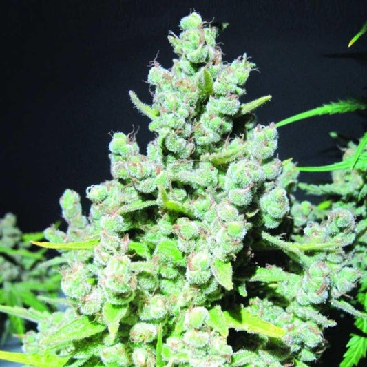 Malakoff Cannabisblüte mit dichter Harzschicht, orangefarbenen Blütenstempeln und kompakten, grünen Buds.