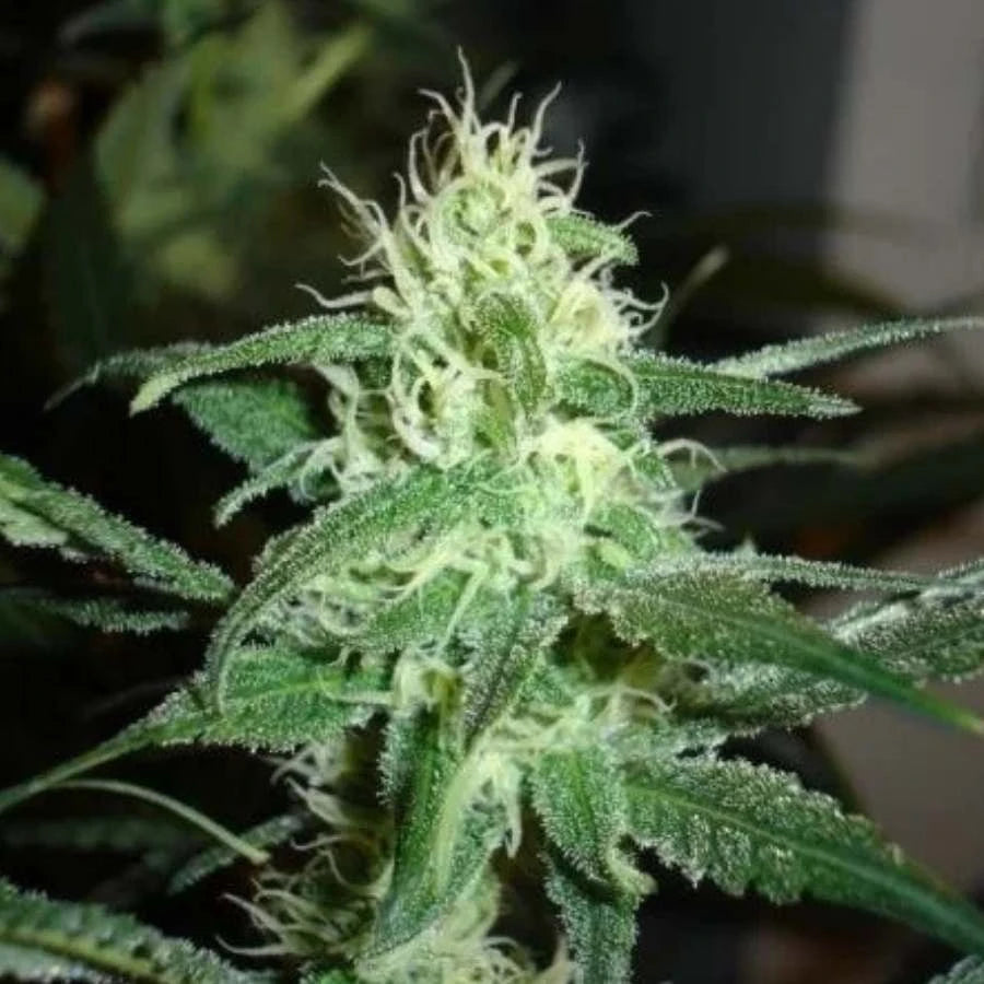 Junges Prozack-Bud in früher Blüte mit weißen Blütenhaaren und kristalliner Harzschicht auf den Blättern.