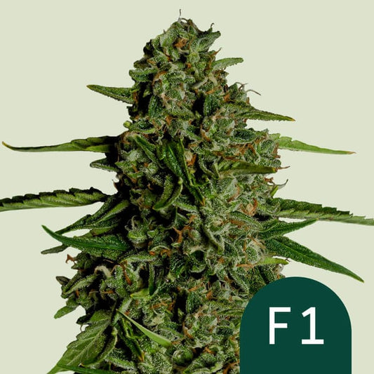 Harzige Hauptblüte der Auto Medusa F1 mit dichten Buds und orangefarbenen Stempeln vor hellem Hintergrund.