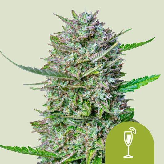 Harzige Auto Mimosa Blüte mit orangefarbenen Härchen und lila Akzenten auf dichten grünen Buds.