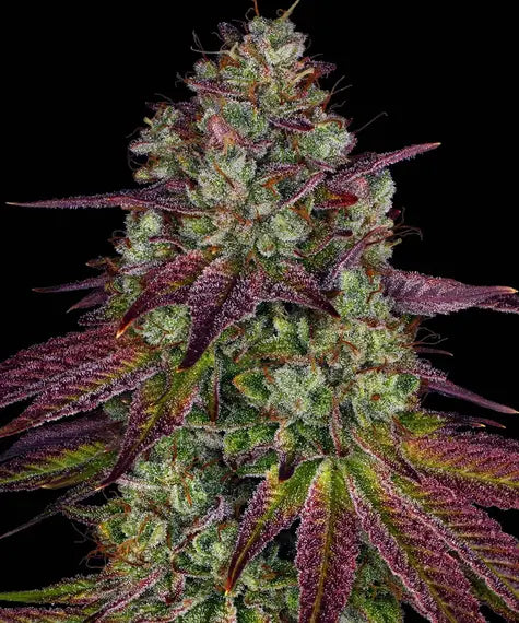 Harzige Mimosa EVO Buds mit violett-grünen Zuckerblättern und dichten Trichomen im Spätblütestadium.