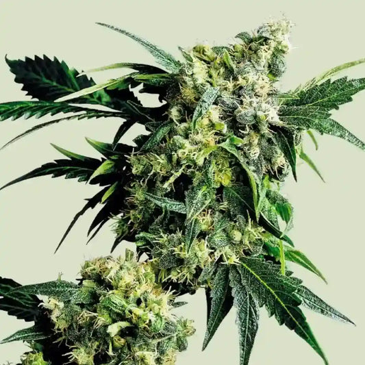 Harzige Blüten der Sorte Mr Nice G13 X Hash Plant mit dichten Buds und kräftig grünen Blättern.