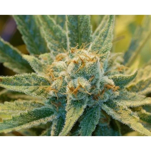 Nahaufnahme einer harzreichen Super Silver Haze Blüte mit orangefarbenen Blütenhärchen und dichten Trichomen.