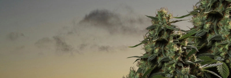 Haarige, dichte Cannabisknospen aus der myseeds Cannabissamen Kollektion