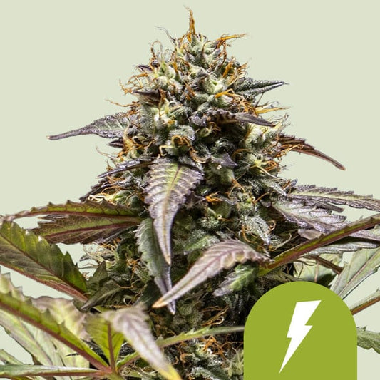 Harzig-grüne Auto North Thunderfuck Blüte mit violetten Zuckerblättern und dichten Trichomen vor hellem Hintergrund