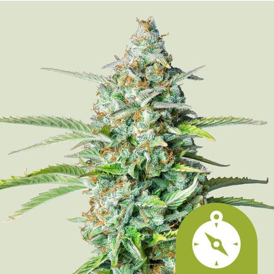 Nahaufnahme einer harzigen Auto Northern Light Blüte mit dichten Trichomen und orangefarbenen Blütenhaaren.