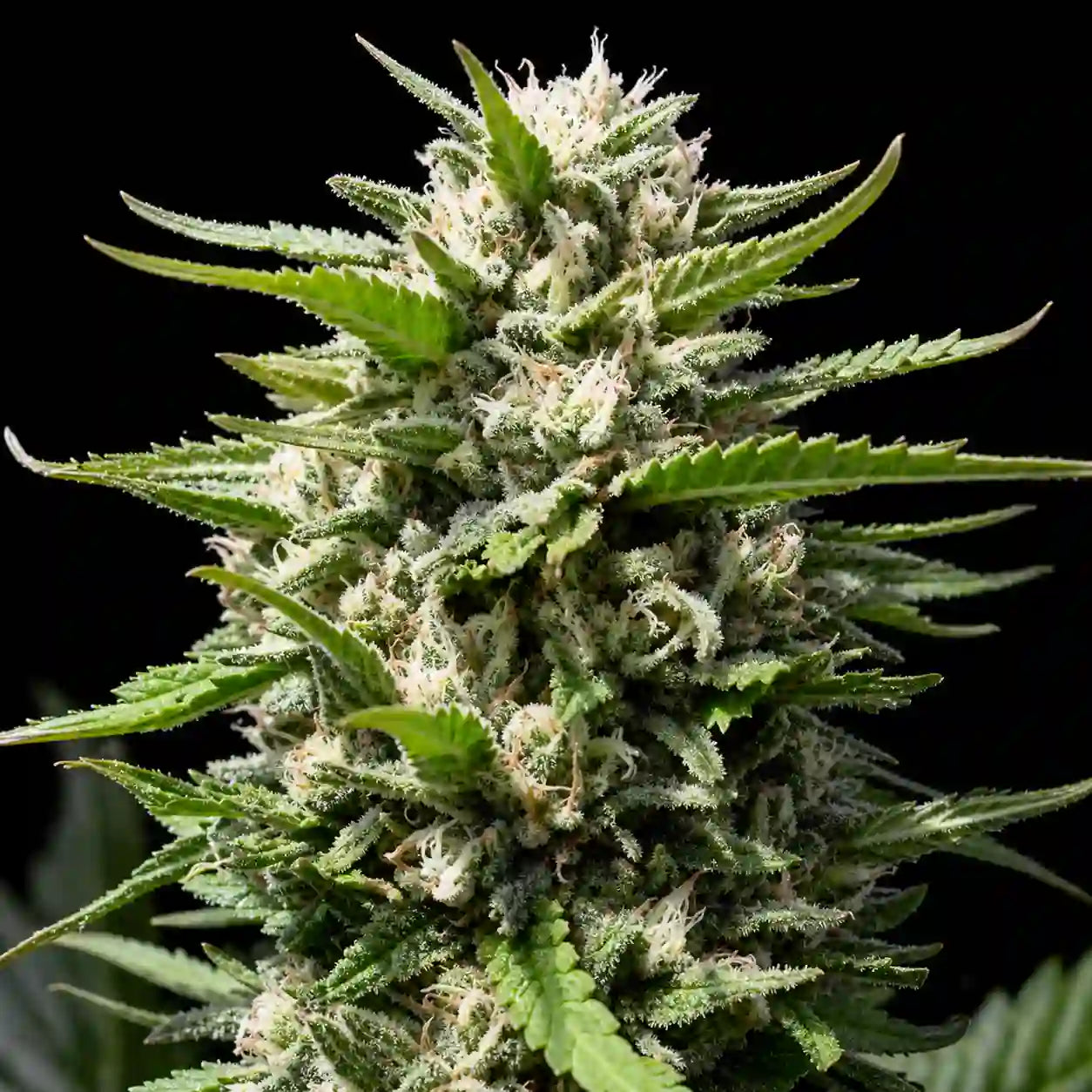 Northern Lights Blüte mit hellgrünen Buds, vielen weißen Härchen und starker Trichombildung